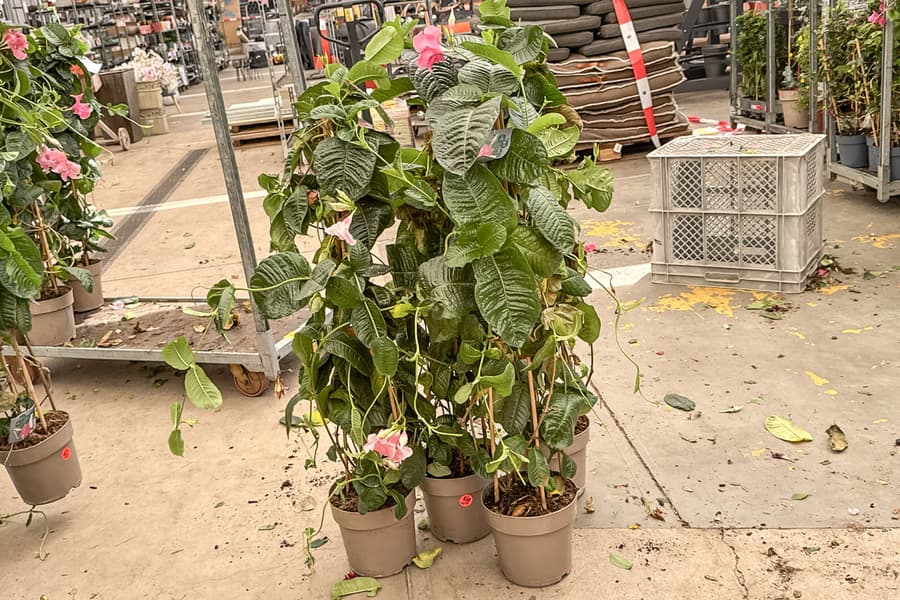 4 Grünpflanzen Mandevilla